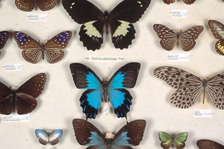Wallace saw signs of evolution by natural selection in Malaysian butterflies.