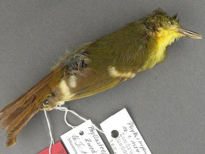 The only specimen ever collected of the erstwhile species Phyllastrephus leucolepis, or the Liberian Greenbul