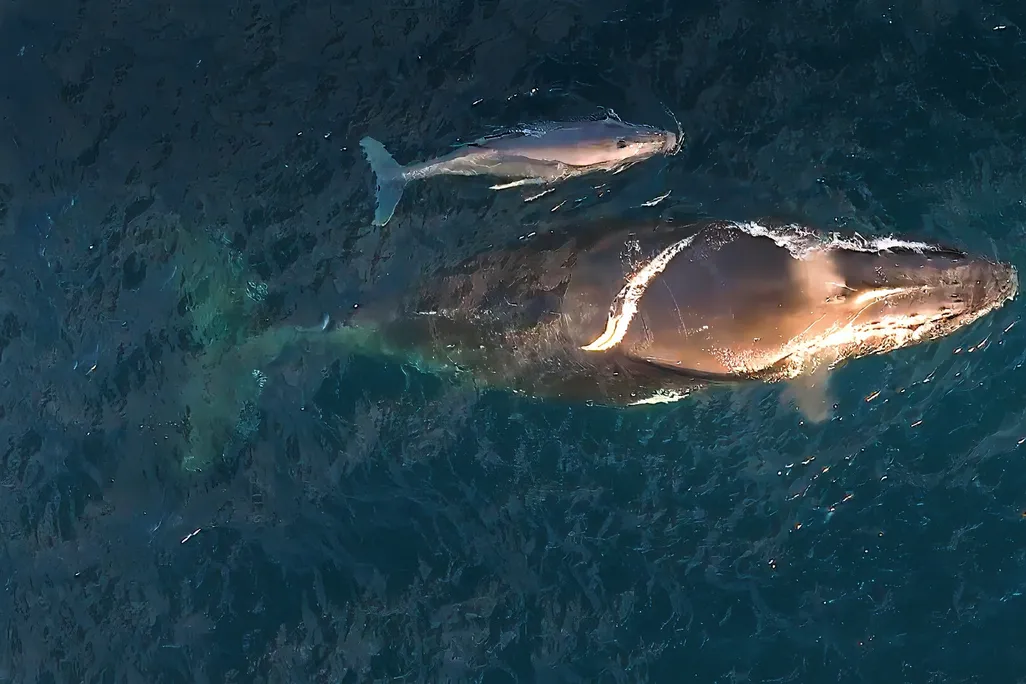 Two whales swimming next to each other