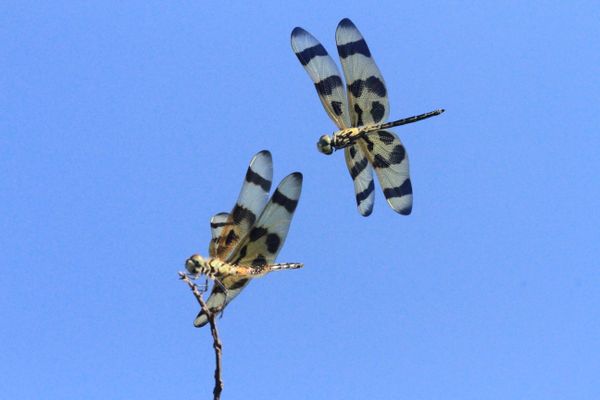 Two Halloween pennant dragonflies in greeting. thumbnail