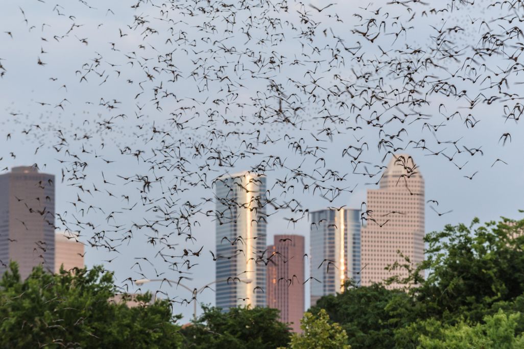 Bats flying with Houston skyline in background