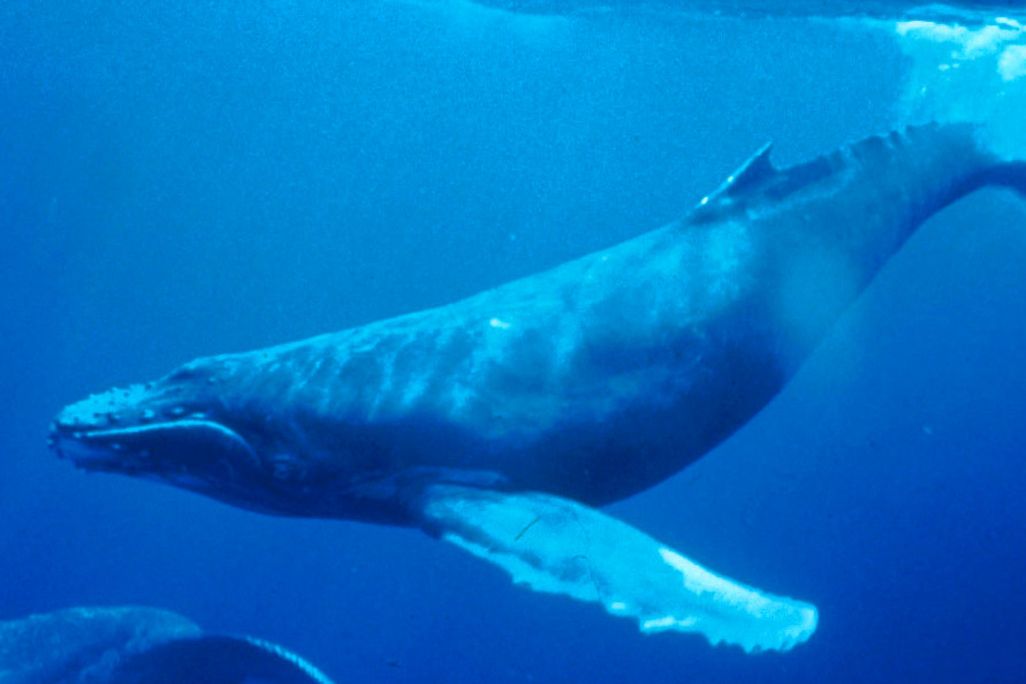 An underwater image of a humpback whale