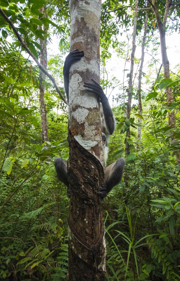 A Mother's Embrace in the Rainforest thumbnail