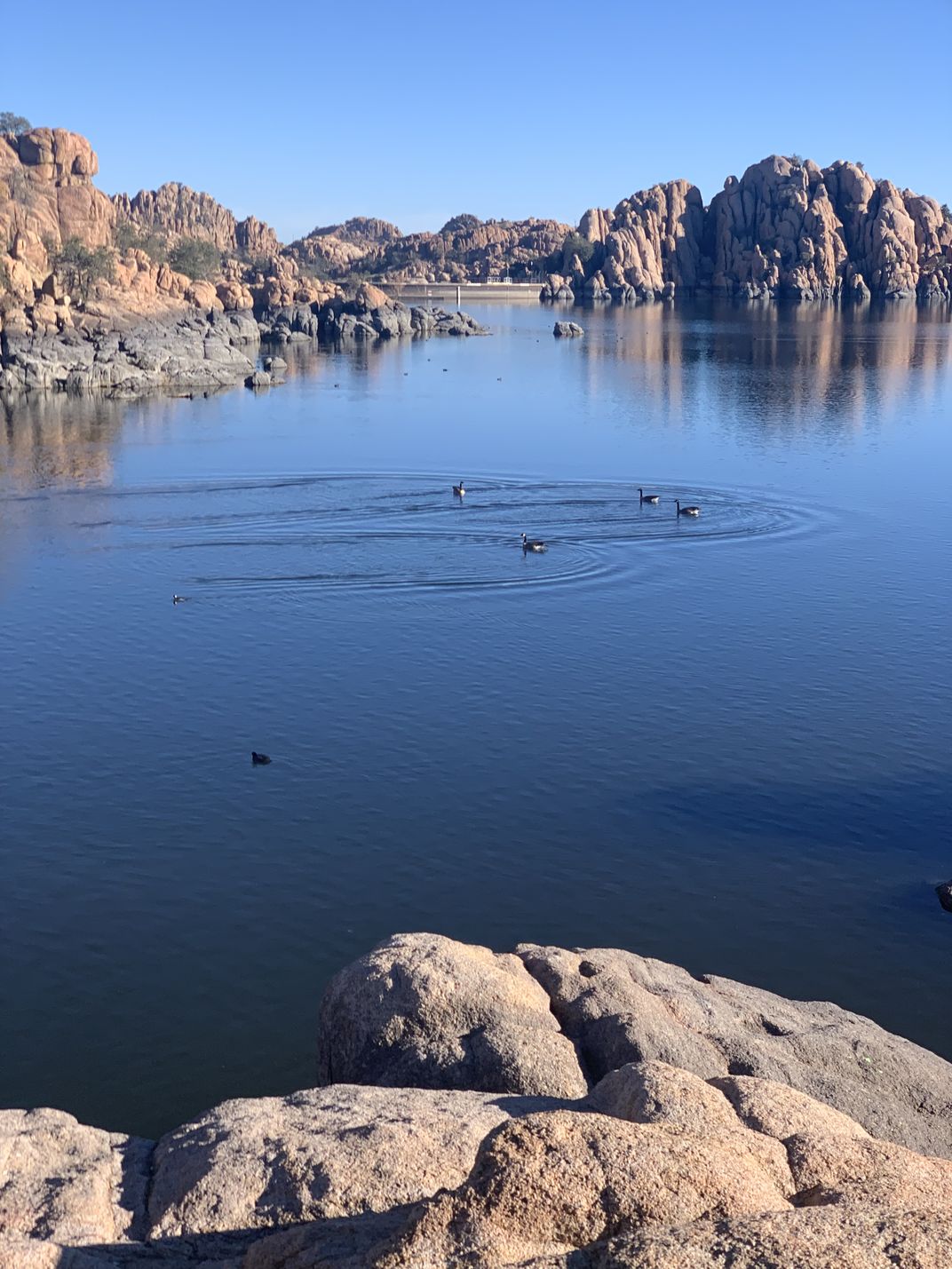 Just landed ducks on Watson Lake State Park in the morning