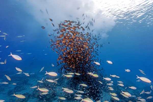 Spawning storm thumbnail