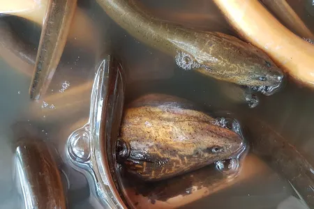 Last month in Brooklyn, a man dumped two bags full of eels into Prospect Park Lake. They're thought to be Asian swamp eels, seen here. 
