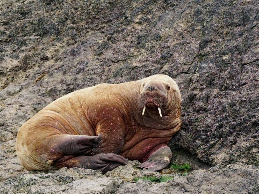 A walrus relaxes on a rocky shoreline in Wales