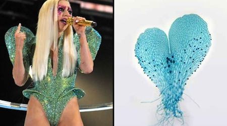 Lady Gaga and a gametophyte of one of the fern species named after her.