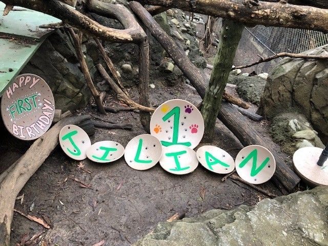 Plate-shaped enrichment toys decorated to spell out "Jilian," the number "1" and "Happy first birthday!" in the clouded leopard exhibit yard at the Smithsonian's National Zoo.