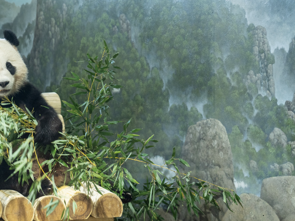 Panda
