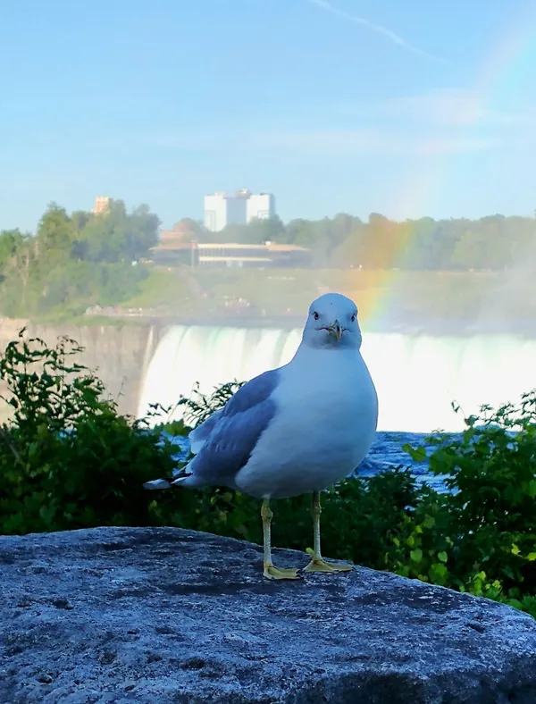 A gull at the Niagara Falls Canada thumbnail