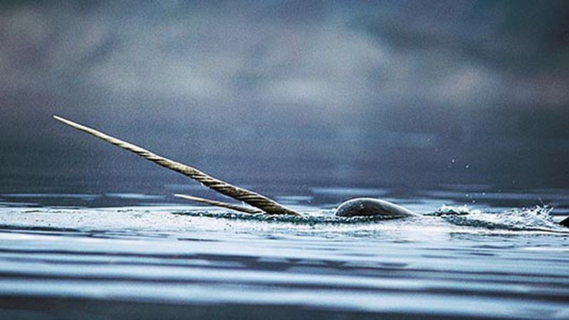In Search of the Mysterious Narwhal   Science  Smithsonian Magazine