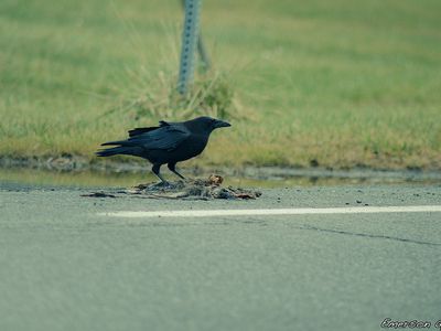 Scavenging crow