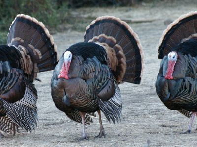 A San Francisco resident has learned that wild male turkeys can gobble on cue.
