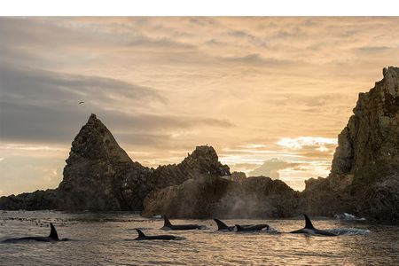 Transient killer whales, hunters extraordinaire, cruise by a sea lion haulout in the northeast Pacific.