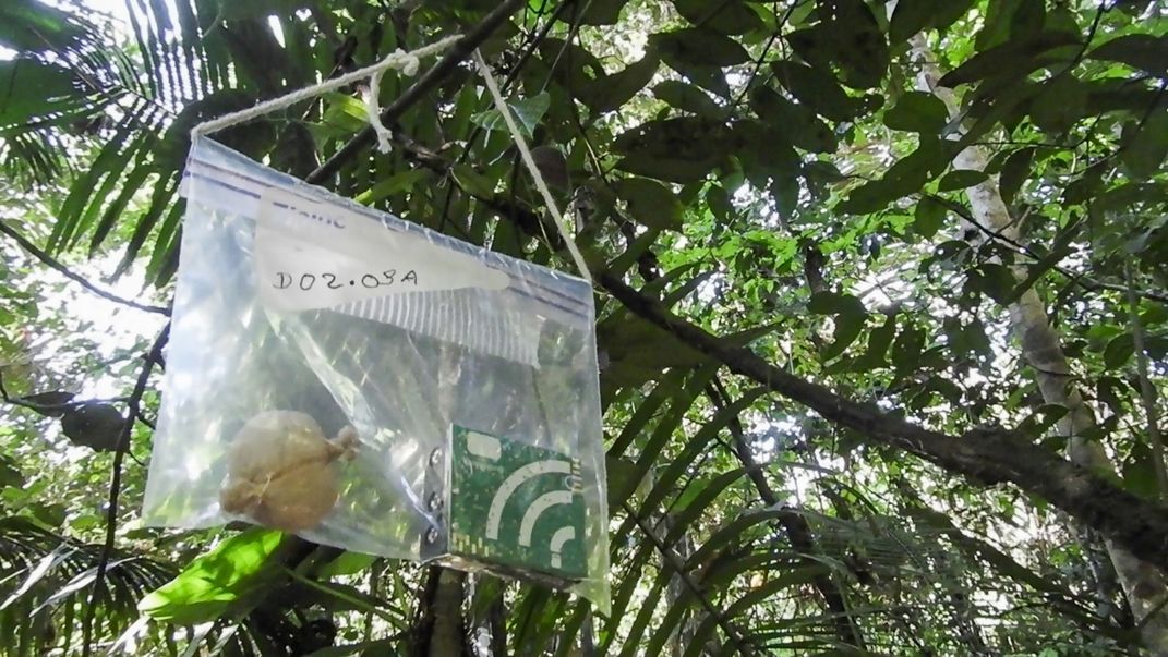 Acoustic recorders are kept inside plastic bags to protect them from the rain