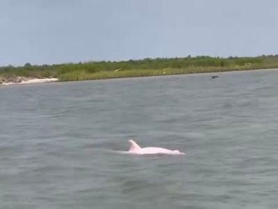 A pink dolphin spotted in Louisiana.