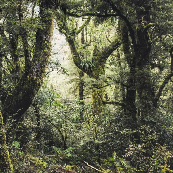 Fjordland Forest thumbnail