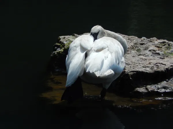 Trumpeter Swan Sleeping thumbnail