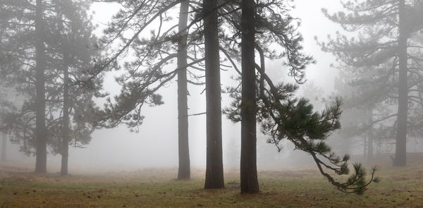 A trio of pines on Mt. Laguna, San Diego County. Canon RP thumbnail