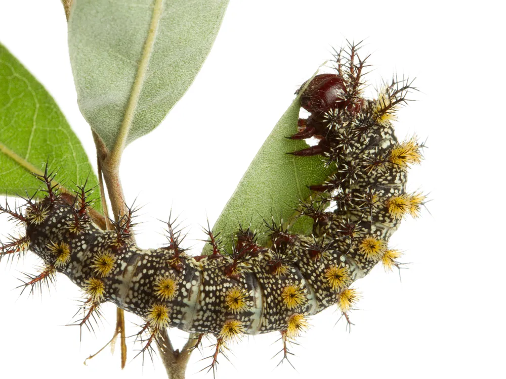 Caterpillars Beware: Venom Won’t Protect You From Clueless Baby Birds