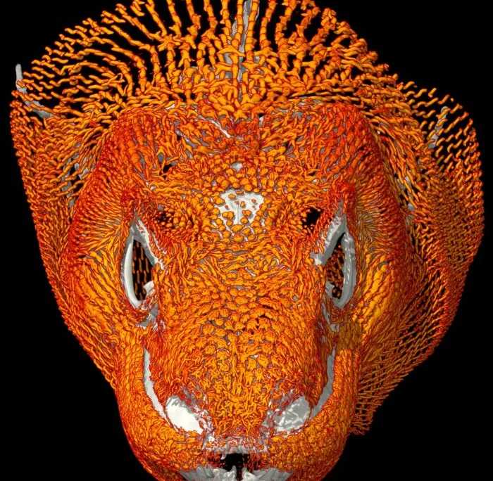 Komodo Orange CT