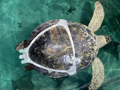 Charlotte, an injured turtle, wears his custom-made, 3D-printed harness that helps him swim straight.