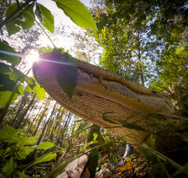 Under the Wild Jaw thumbnail