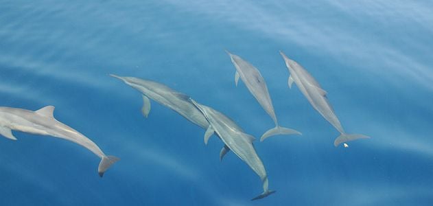SmartNews-Dolphins-631-hero.jpg