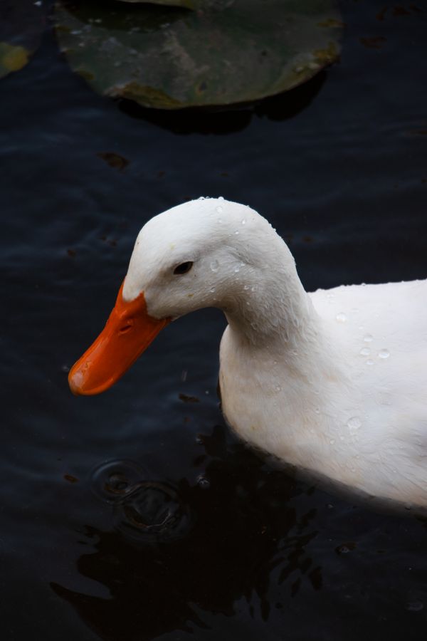 A beautiful duck is swimming in the pond. thumbnail