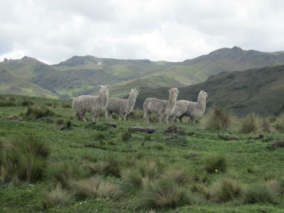 A group of alpacas grazes