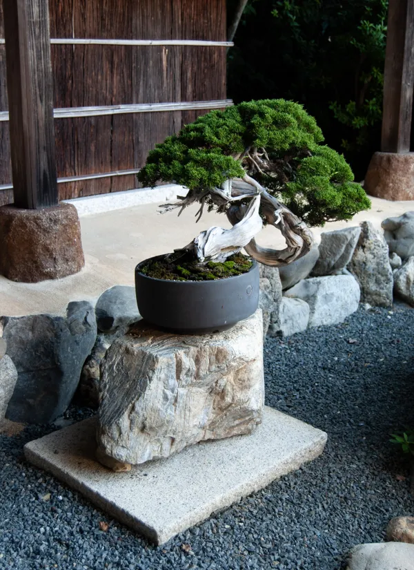 a bonsai tree in the garden of a japanese shrine thumbnail