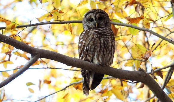 Participate in the City Nature Challenge by spotting and recording animals and plants in your city starting Apr 30. (Katja Schulz)