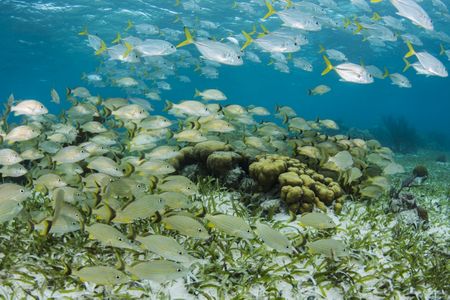 Schools of snappers, grunts and jacks on a seagrass plain at Hol Chan marine reserve, Belize. (Pete Oxford, International League of Conservation Photographers) 


