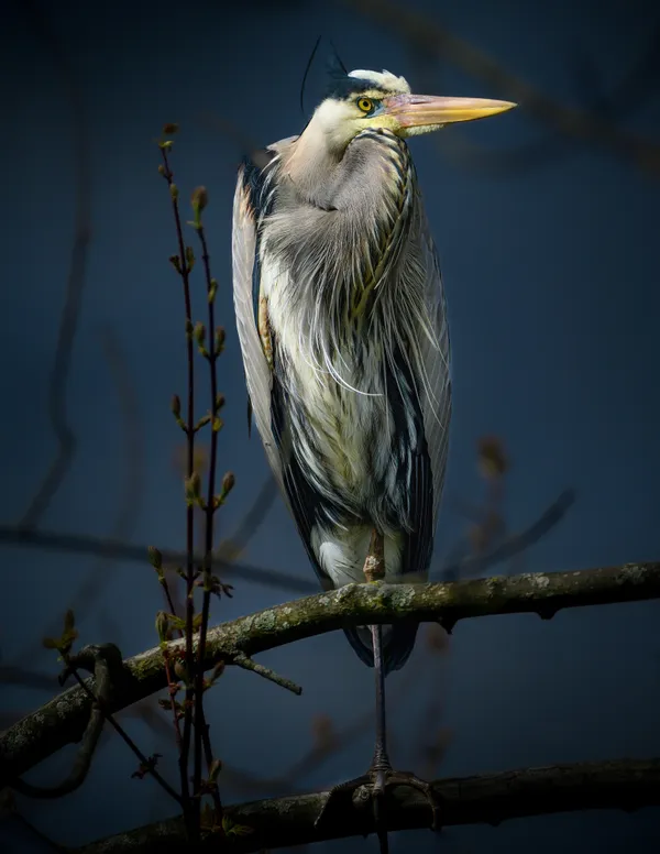 Great Blue Heron gazing down upon his domain thumbnail