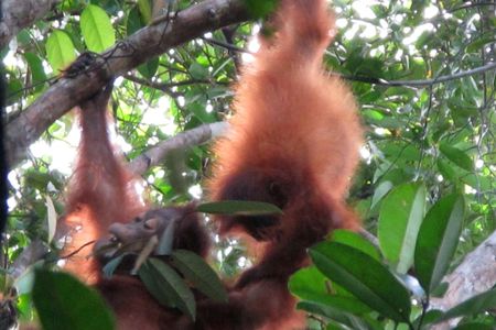 As two orangutan infants tussled in the trees, curator of primates Meredith Bastian and primate keeper Alex Reddy looked on in awe. Over the summer, they traveled to Central Kalimantan in Indonesian Borneo to follow these great apes in their native habitat.

