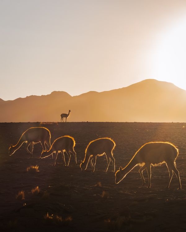 "Guardians of the Sunrise" - Herd of Vicuñas in the Atacama Desert thumbnail