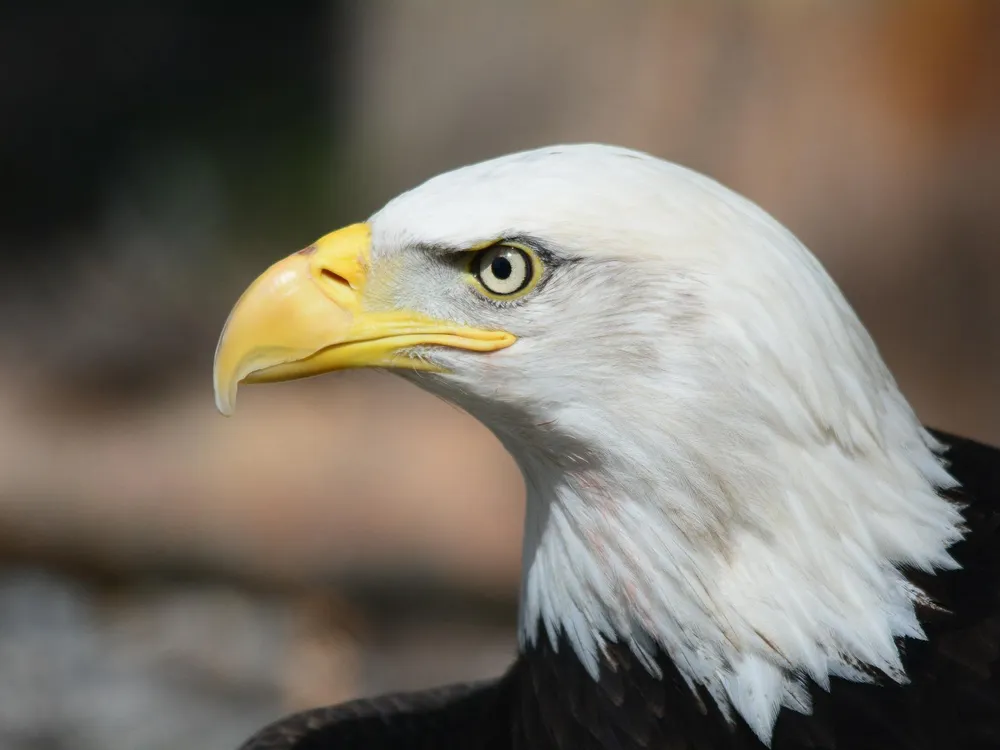 Bald eagle head
