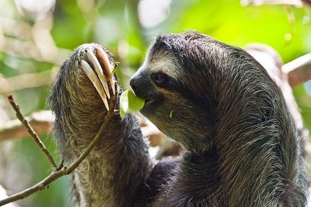 Sloths' slow-paced lifestyle is a survival strategy, not a sign of laziness