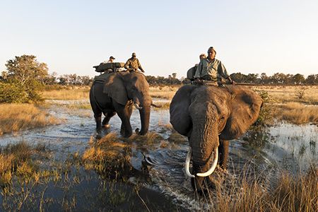 At remote Abu Camp, visitors can hitch a ride into one of the great water holes of Africa.