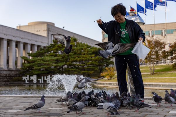 a citizen who gives a pigeon a snack thumbnail