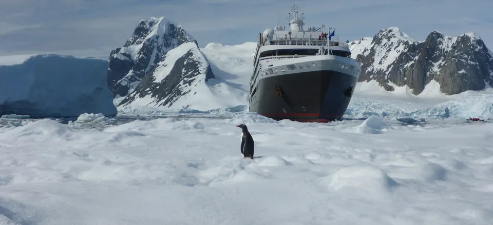  Penguin gazing at Le Boréal. Credit: Katryn Wiese