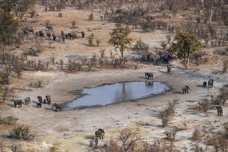 Poachers are considered unlikely culprits because the dead elephants retained their ivory tusks, which fetch top dollar on the black market.