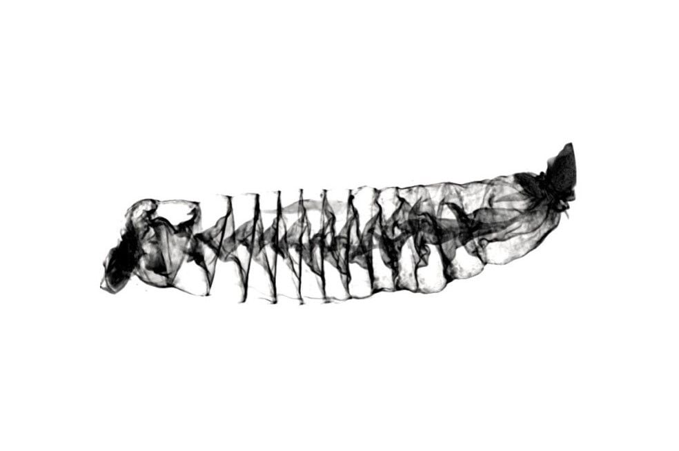 Pacific spiny dogfish shark intestine
