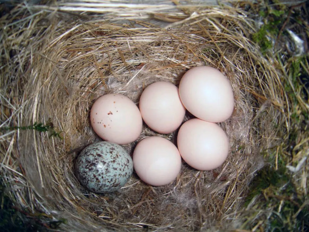 Eastern Phoebe Nest