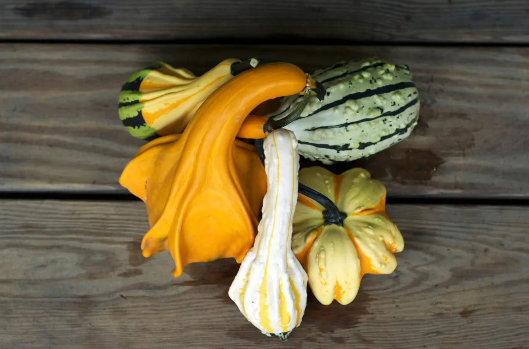 The Science Behind Decorative Gourd Season