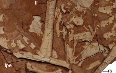 A block containing the partial skeleton of Linhevenator. Abbreviations: ds, dorsal vertebrae; lf, left femur; li, left ischium; lpe, left foot; rh, right humerus; rs, right scapula; sk, skull.