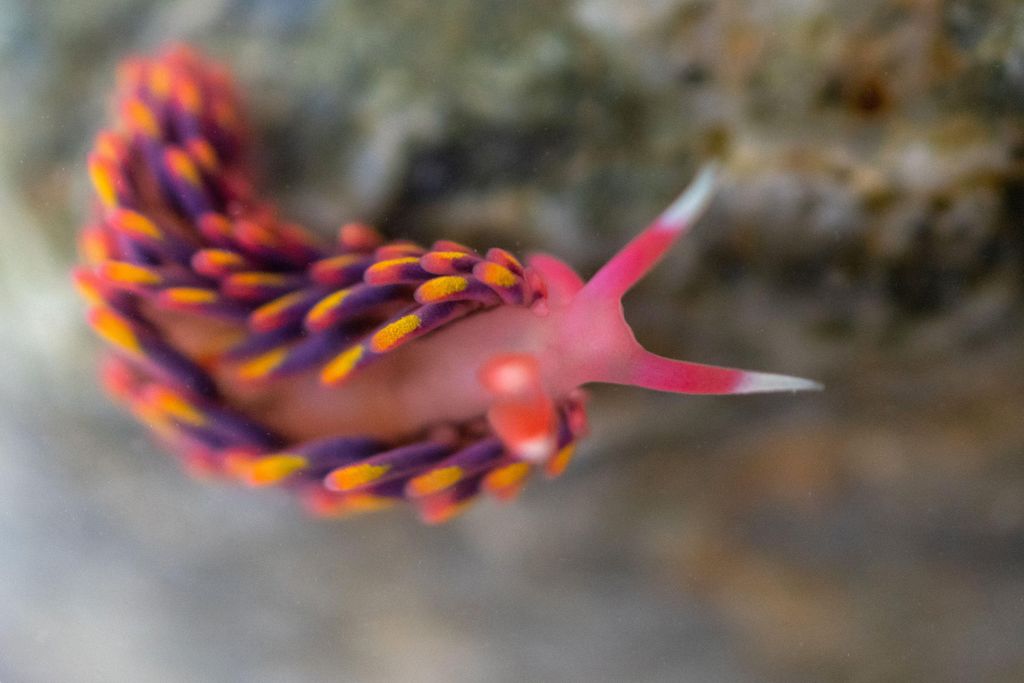 a pink sea slug with purple, orange and yellow on its spines