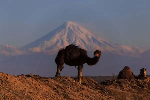 Damavand from the desert thumbnail