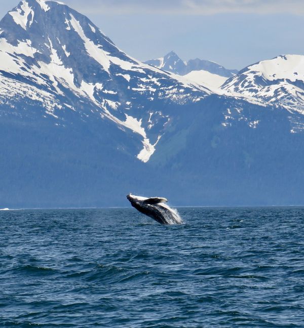 Whale breaching against mountian in Juneau Alaska thumbnail